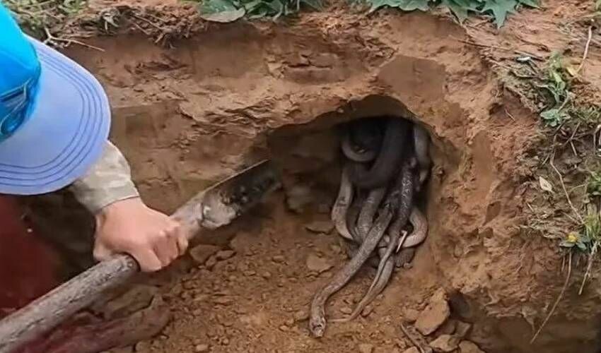 K&uuml;rek vurulan yerden fışkırıyorlar! Y&uuml;zlercesi aynı delikten &ccedil;ıktı, g&ouml;renler k&uuml;&ccedil;&uuml;k dilini yuttu - 2. Resim