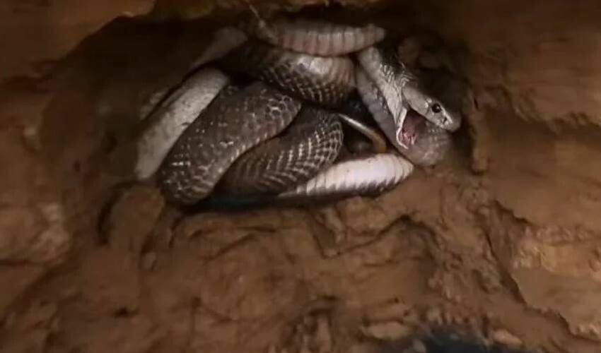 K&uuml;rek vurulan yerden fışkırıyorlar! Y&uuml;zlercesi aynı delikten &ccedil;ıktı, g&ouml;renler k&uuml;&ccedil;&uuml;k dilini yuttu - 1. Resim