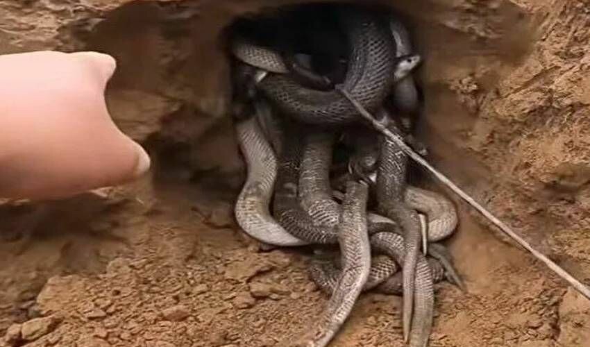 K&uuml;rek vurulan yerden fışkırıyorlar! Y&uuml;zlercesi aynı delikten &ccedil;ıktı, g&ouml;renler k&uuml;&ccedil;&uuml;k dilini yuttu - 3. Resim