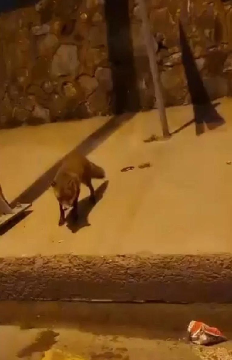 G&uuml;ld&uuml;ren anlar kamerada! Tilkileri &ouml;p&uuml;c&uuml;kle &ccedil;ağırdı - 1. Resim