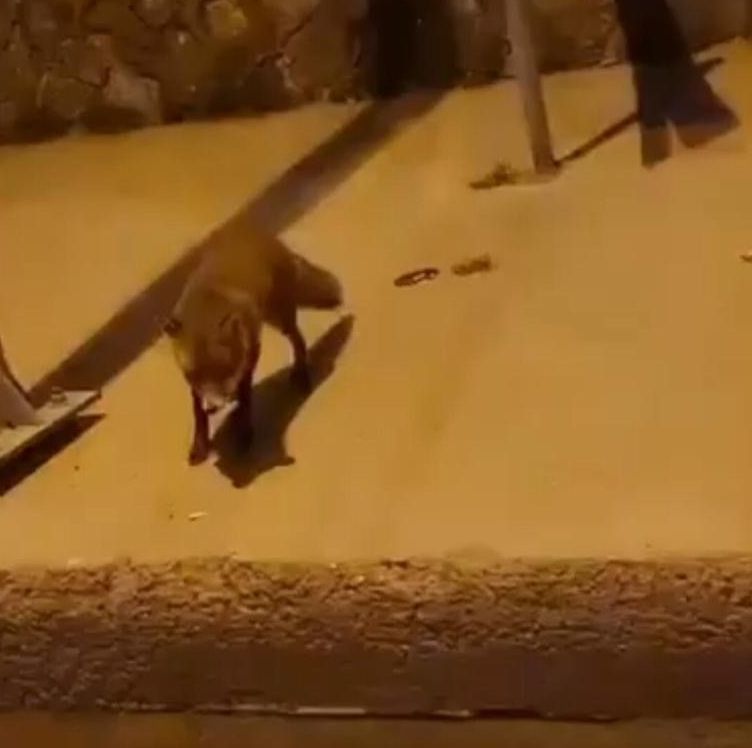 G&uuml;ld&uuml;ren anlar kamerada! Tilkileri &ouml;p&uuml;c&uuml;kle &ccedil;ağırdı - 2. Resim