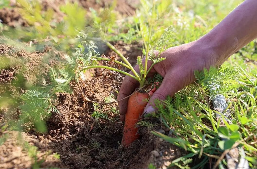 İlçenin çöplüğüydü, meslek liselilerin eliyle bostana dönüştü - 5. Resim