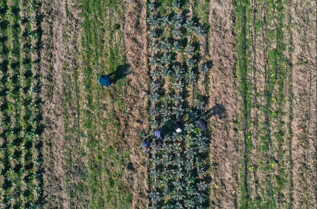 İlçenin çöplüğüydü, meslek liselilerin eliyle bostana dönüştü - 7. Resim
