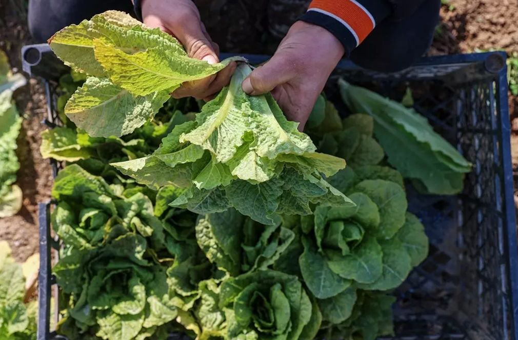 İlçenin çöplüğüydü, meslek liselilerin eliyle bostana dönüştü - 4. Resim