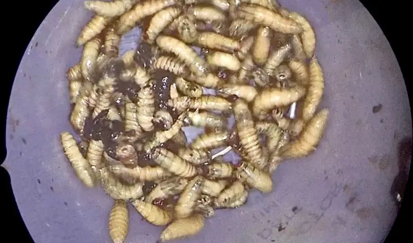 Tıp literatüründe böylesi görülmedi! Burnundan 150 canlı kurtçuk çıktı, hepsi de canlı - 3. Resim