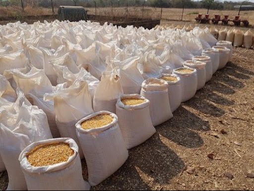 Zambiya'da kıtlık çıktı, ihracat yasaklandı! Zambiya'da kıtlık çıktı, ihracat yasaklandı! - 2. Resim