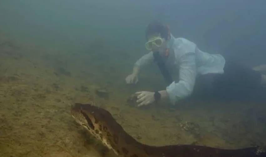 Dünyanın en büyük yılanı bulundu! Tam 500 kilo ağırlığında… Balta girilmemiş ormanda keşfedildi - 1. Resim