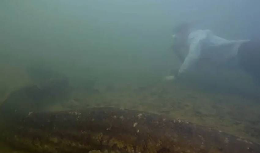 Dünyanın en büyük yılanı bulundu! Tam 500 kilo ağırlığında… Balta girilmemiş ormanda keşfedildi - 3. Resim