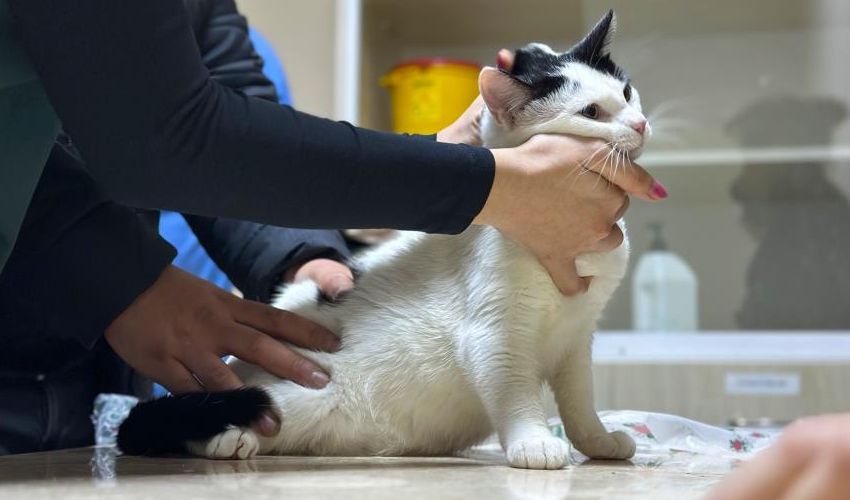 Hastaneler tıklım tıklım! Kritik uyarı geldi: İştahsızlık yaşıyorsa kliniğe başvurmalı - 3. Resim