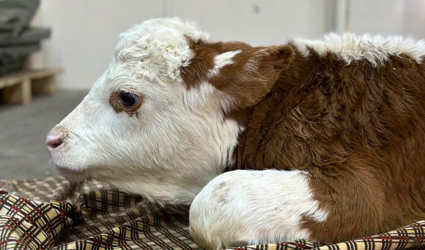 Hastaneler tıklım tıklım! Kritik uyarı geldi: İştahsızlık yaşıyorsa kliniğe başvurmalı - 1. Resim