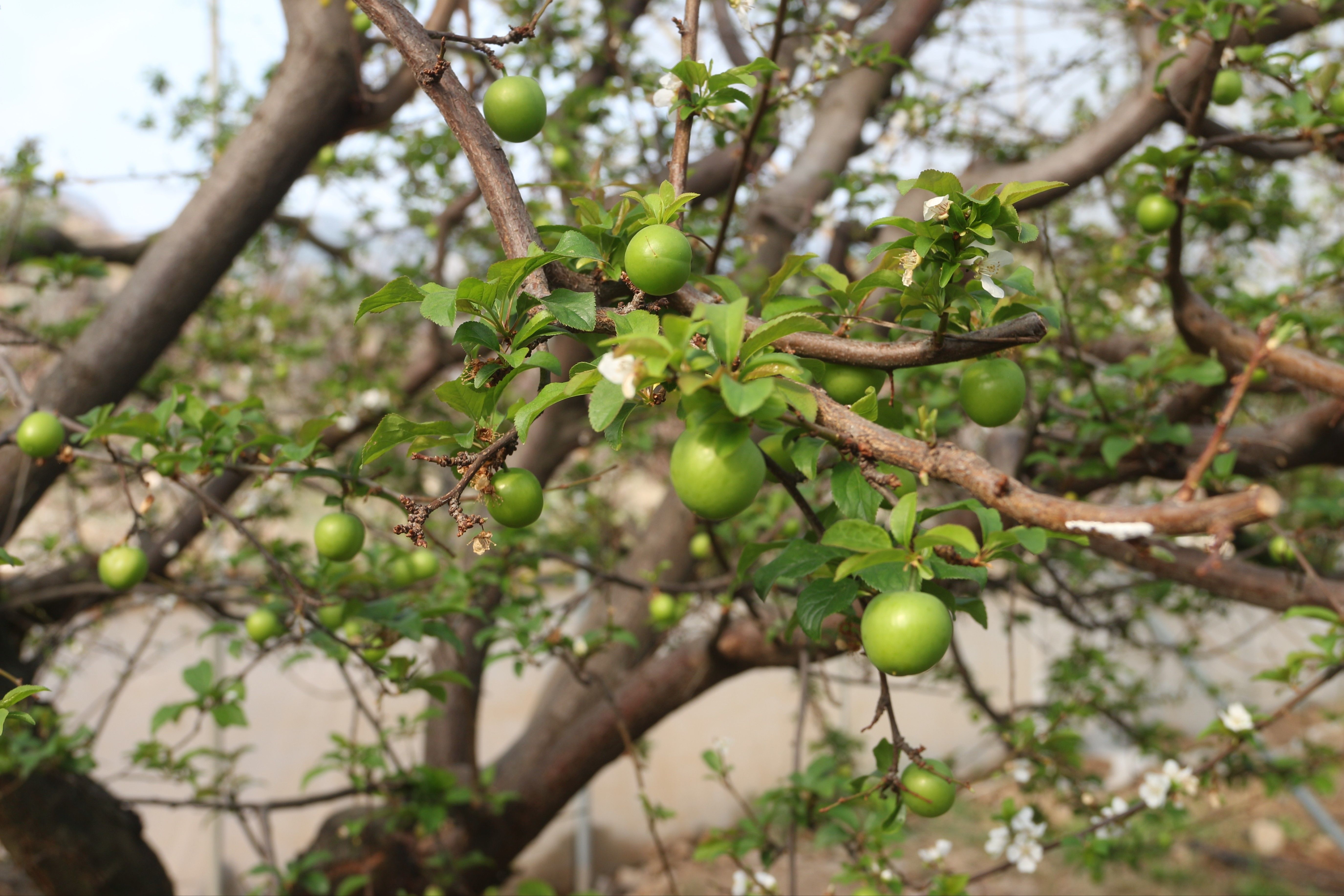 İlk hasat yapıldı! Kilosu 150 dolardan yurt dışına satılacak İlk hasat yapıldı! Kilosu 150 dolardan yurt dışına satılacak - 2. Resim