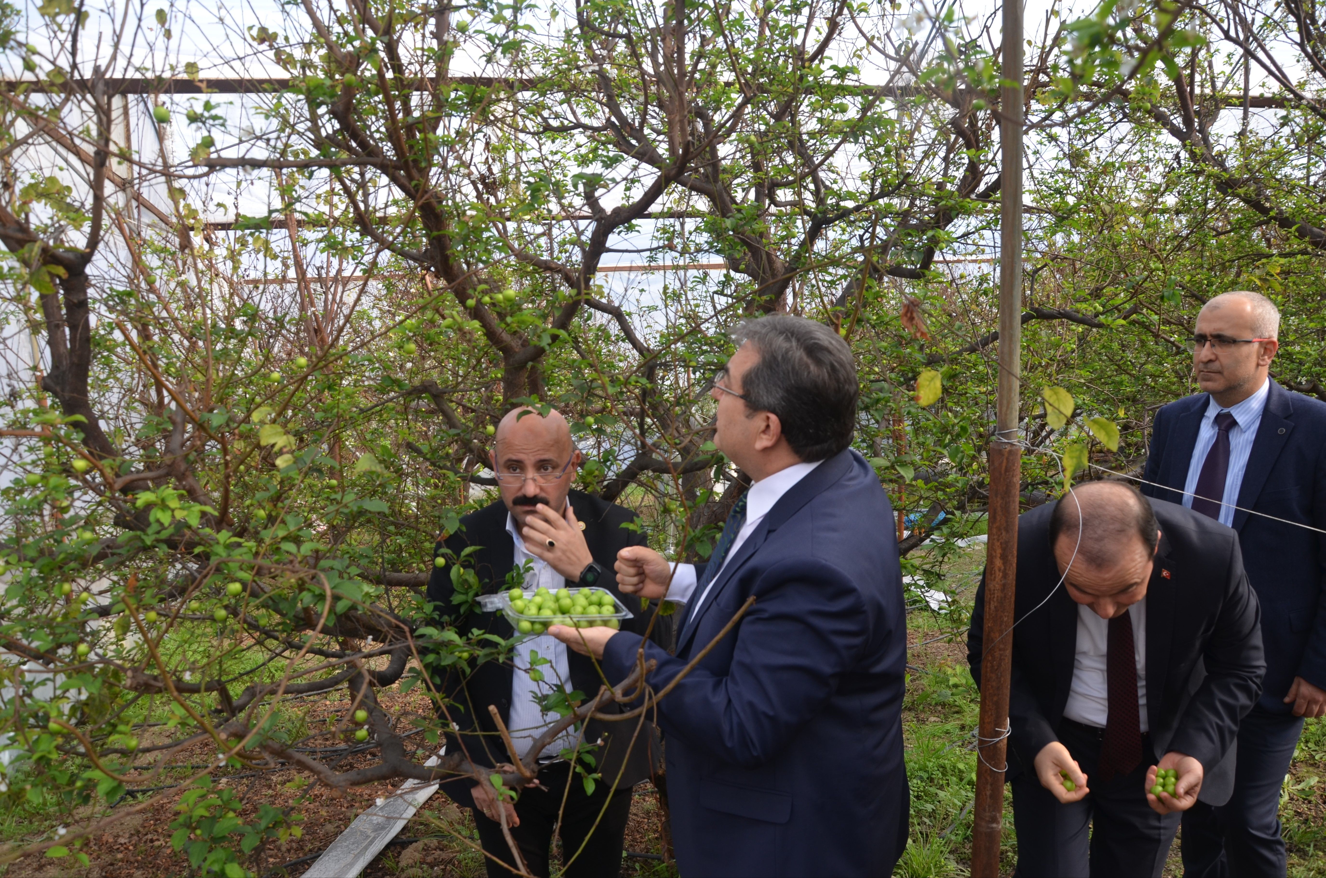 İlk hasat yapıldı! Kilosu 150 dolardan yurt dışına satılacak İlk hasat yapıldı! Kilosu 150 dolardan yurt dışına satılacak - 1. Resim