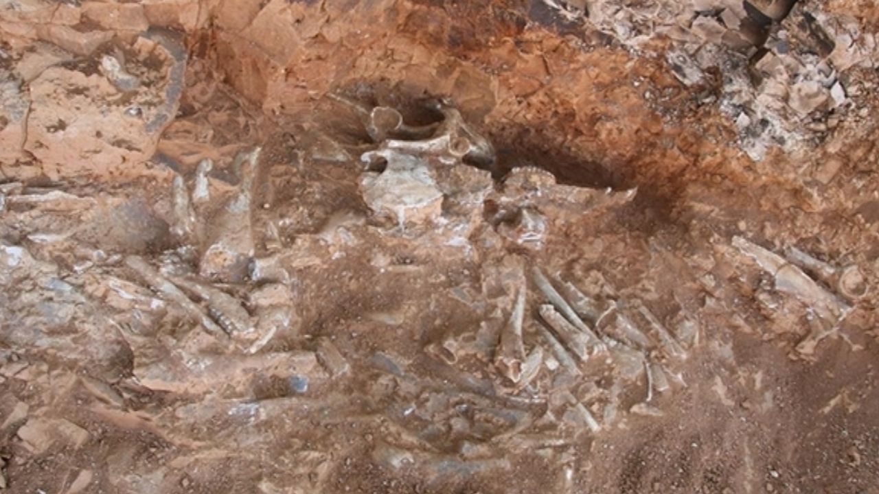 Uzun, esnek ve bükülebilir! Çin&#039;de 240 milyon yıllık ejderha fosili bulundu
