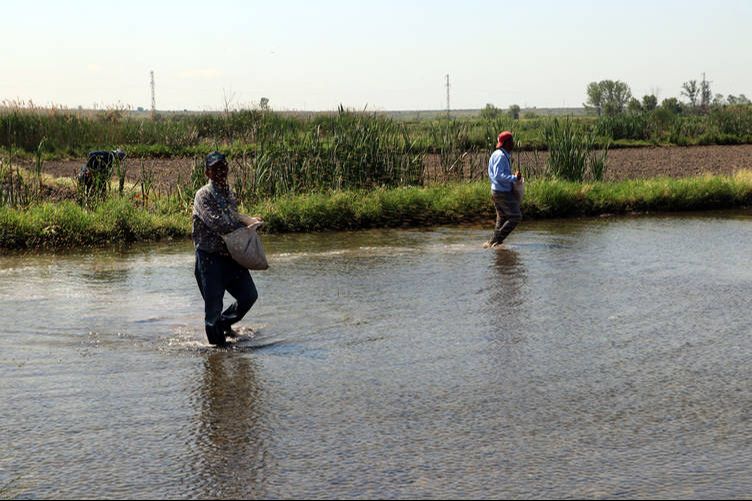 Yapay zeka desteğiyle çeltik tarlalarında yüzde 70'e varan su tasarrufu sağlanacak Yapay zeka desteğiyle çeltik tarlalarında yüzde 70'e varan su tasarrufu sağlanacak - 3. Resim
