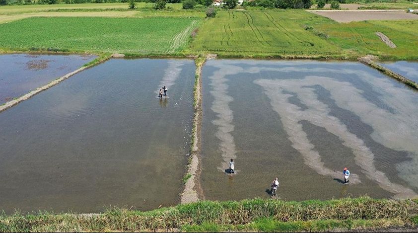 Yapay zeka desteğiyle çeltik tarlalarında yüzde 70'e varan su tasarrufu sağlanacak Yapay zeka desteğiyle çeltik tarlalarında yüzde 70'e varan su tasarrufu sağlanacak - 2. Resim
