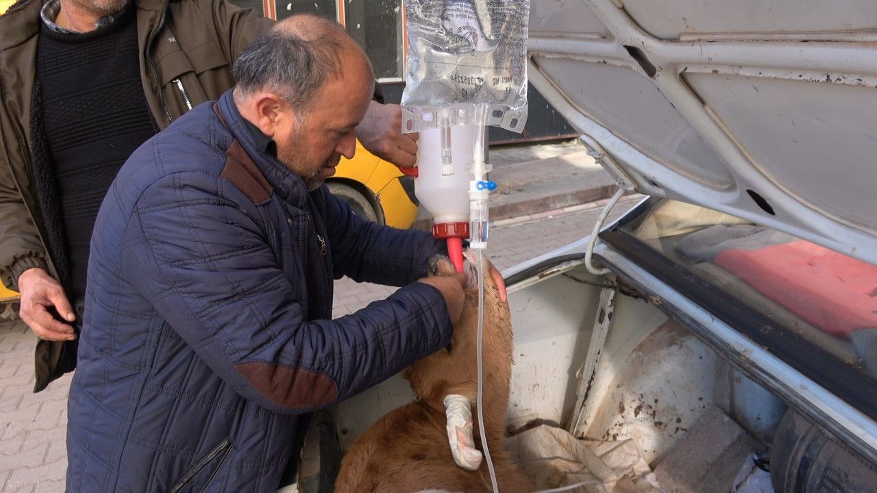 Hastalanan buzağısını arabanın bagajında veterinere getirdi, saatlerce başında bekledi Hastalanan buzağısını arabanın bagajında veterinere getirdi, saatlerce başında bekledi - 3. Resim