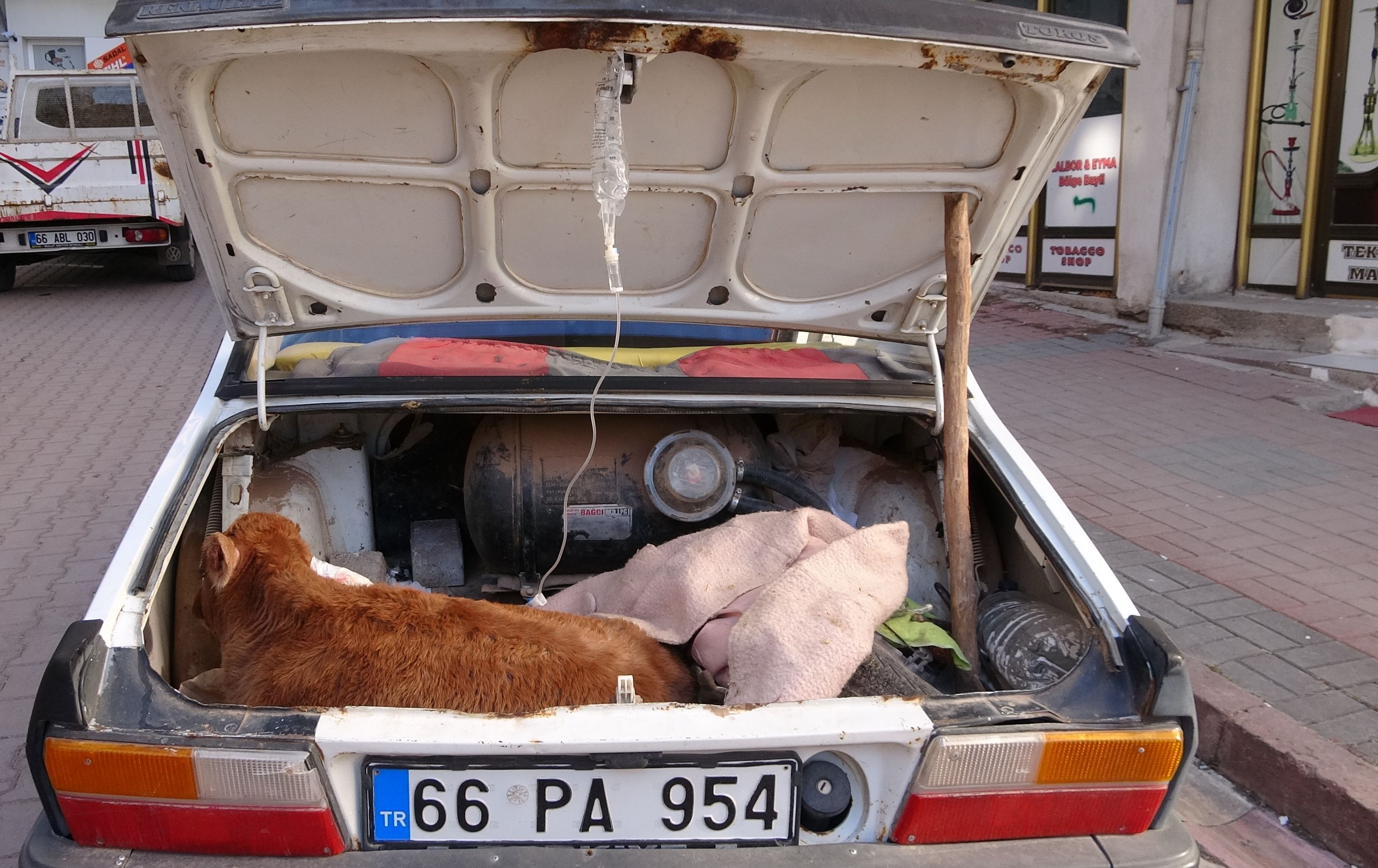 Hastalanan buzağısını arabanın bagajında veterinere getirdi, saatlerce başında bekledi Hastalanan buzağısını arabanın bagajında veterinere getirdi, saatlerce başında bekledi - 4. Resim