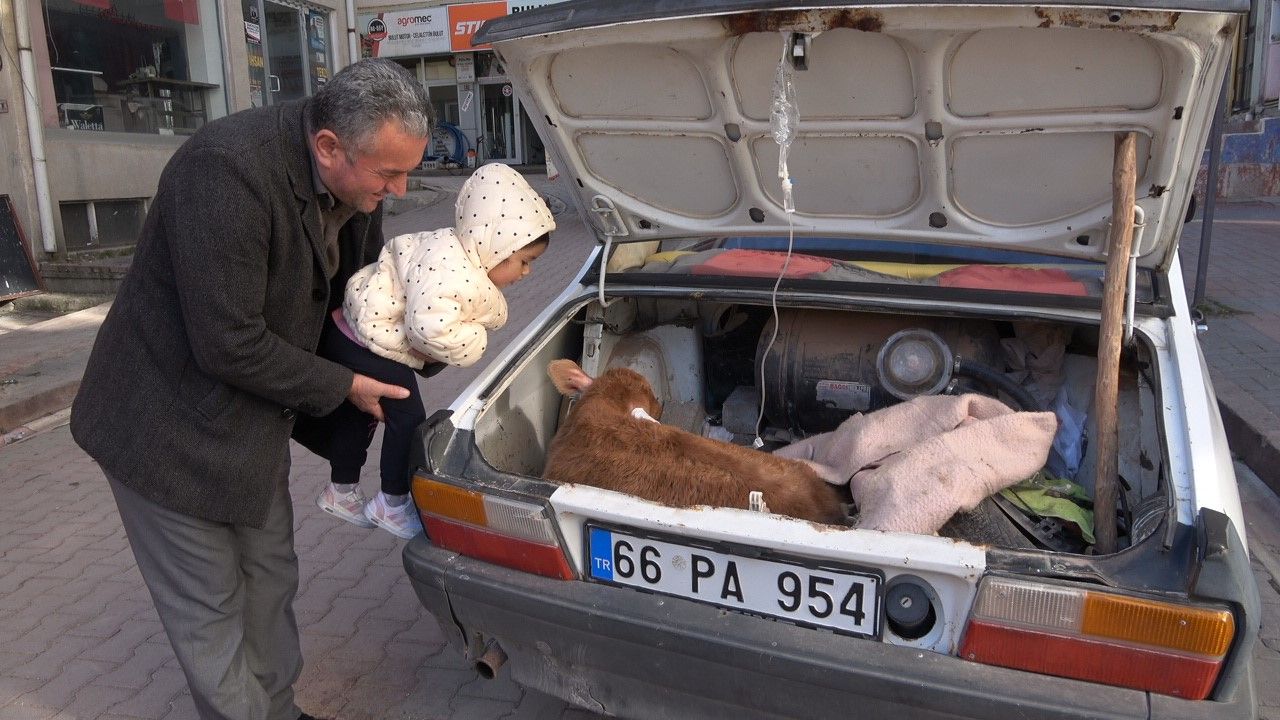 Hastalanan buzağısını arabanın bagajında veterinere getirdi, saatlerce başında bekledi Hastalanan buzağısını arabanın bagajında veterinere getirdi, saatlerce başında bekledi - 1. Resim