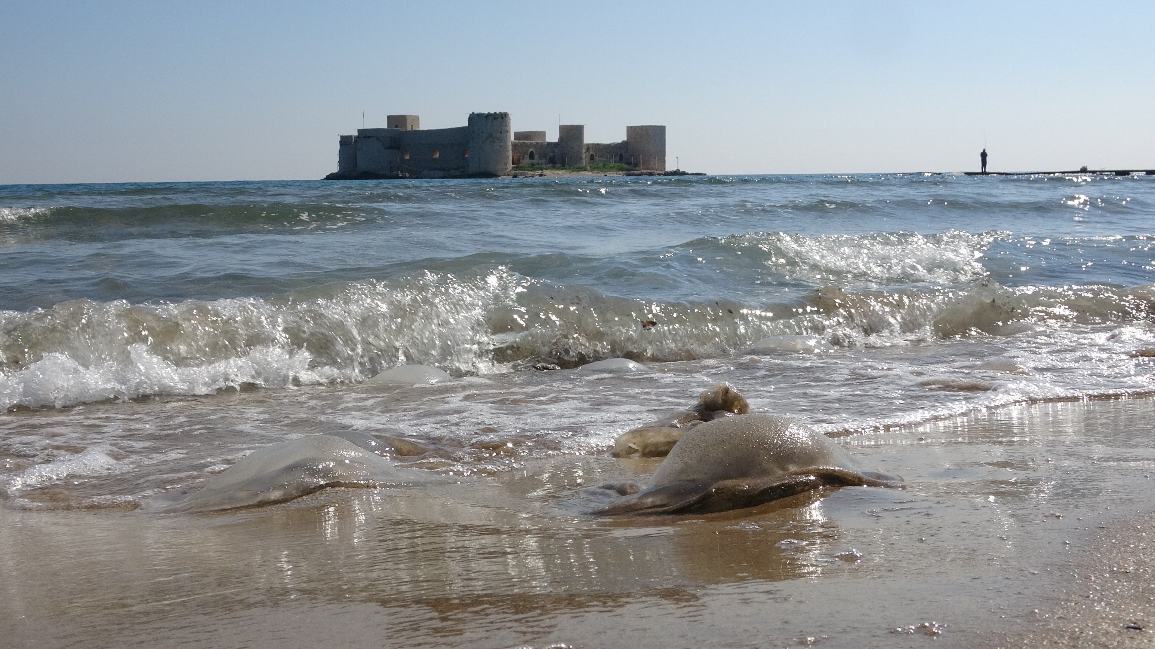 Yüzlerce denizanası Mersin kıyılarını istila etti - 2. Resim
