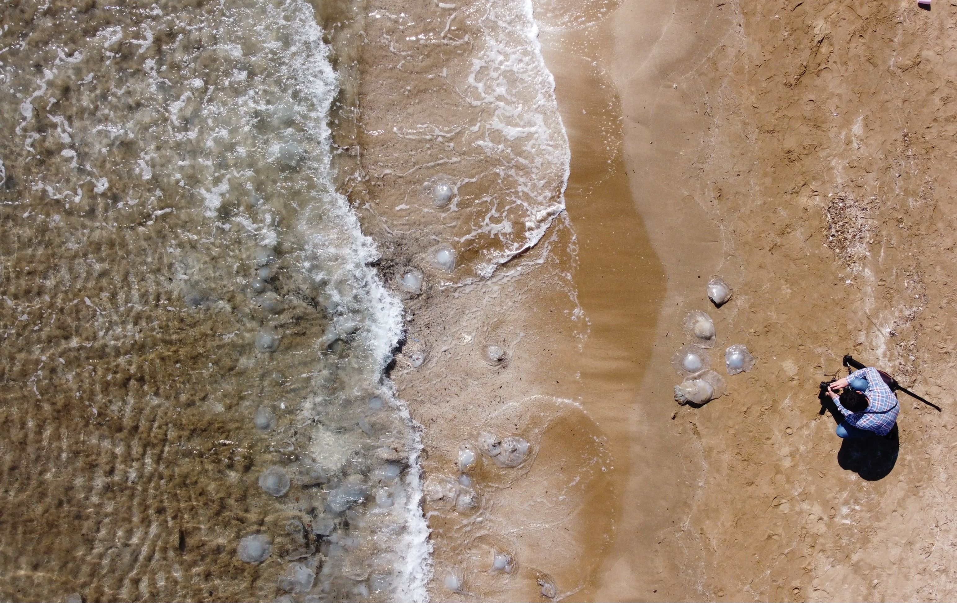 Yüzlerce denizanası Mersin kıyılarını istila etti - 4. Resim