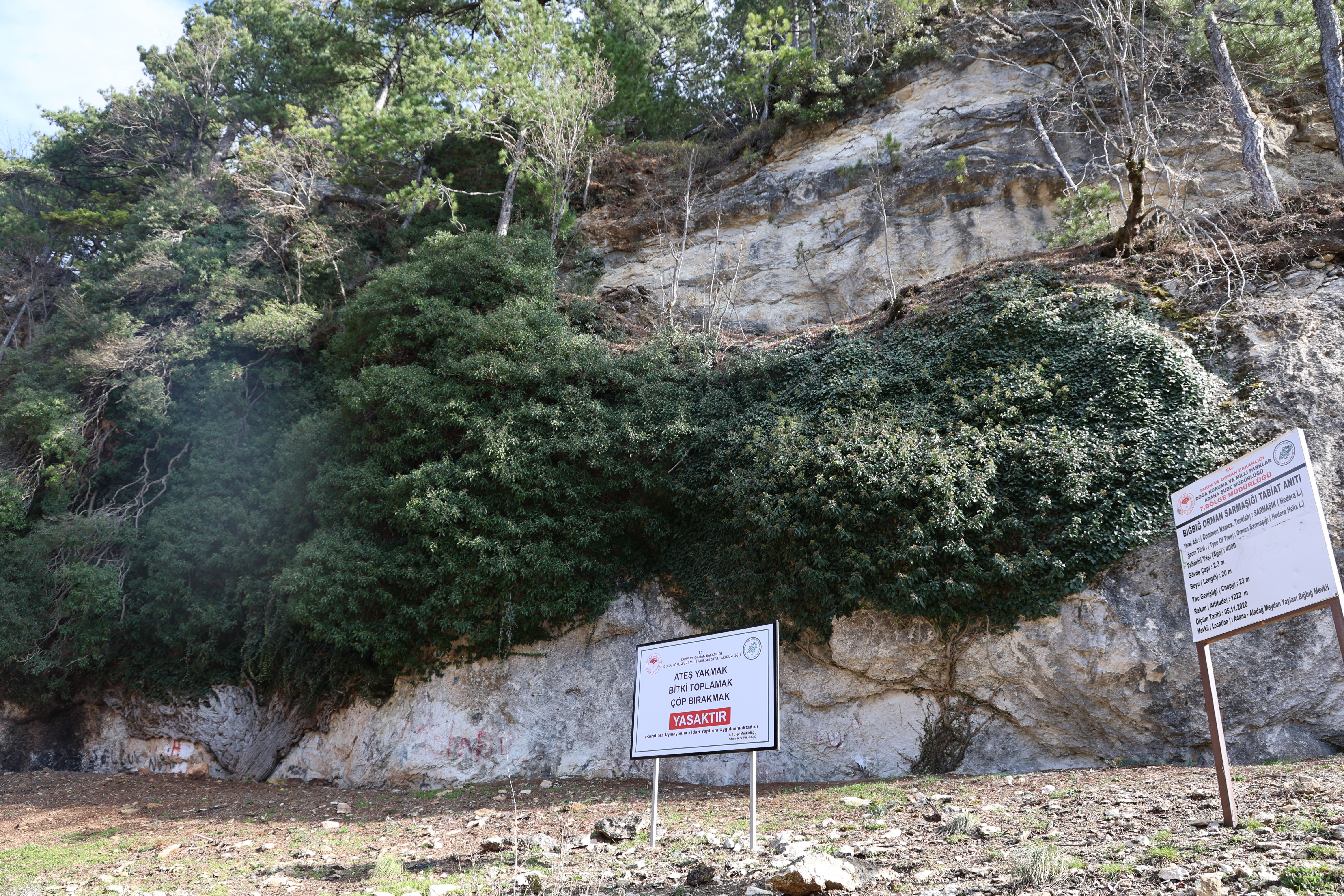20 metre uzunluğundaki 4 bin yıllık dev sarmaşık, görenleri hayran bırakıyor - 1. Resim