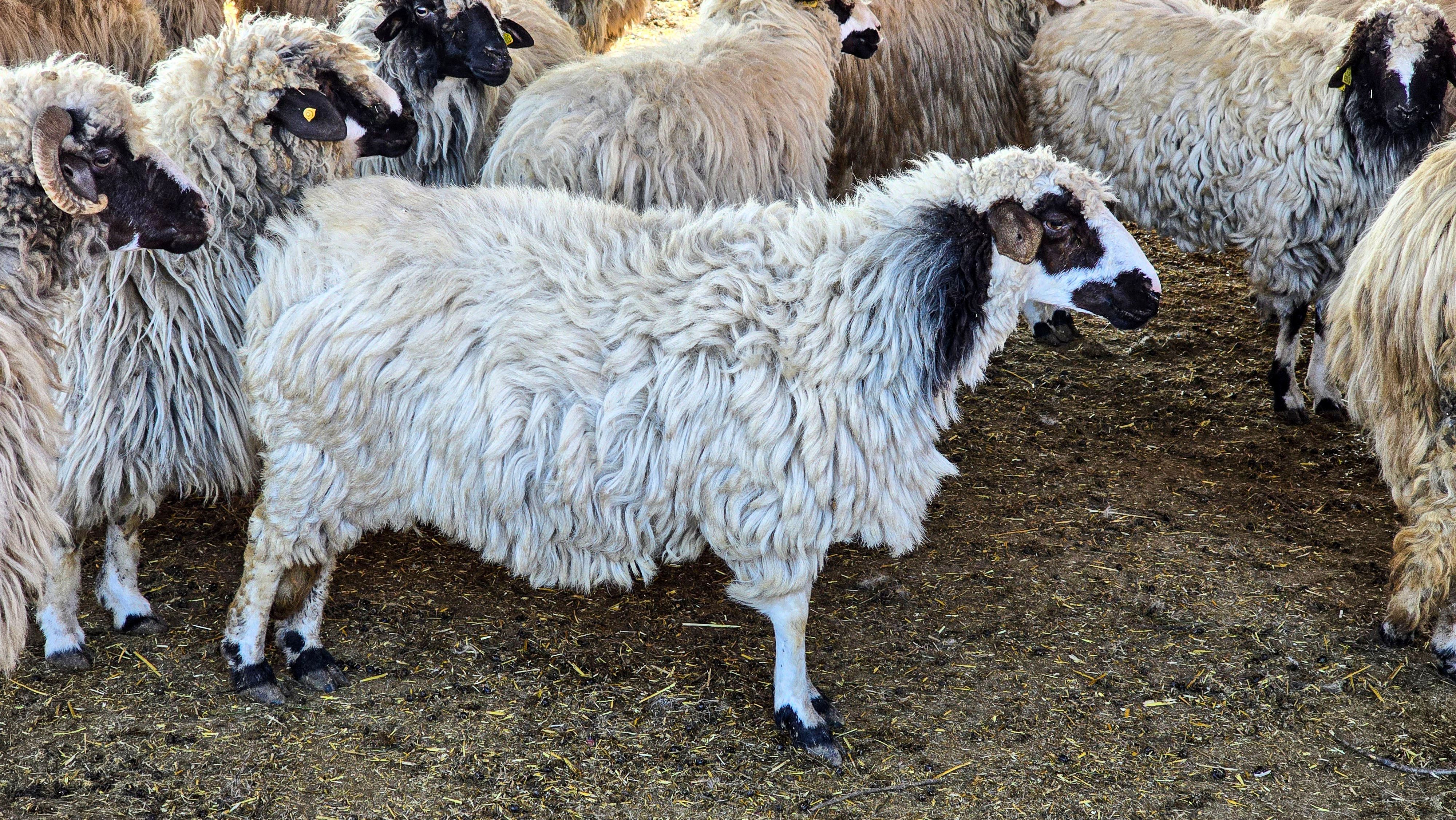 Bu belde ismini T&uuml;rkiye'de eşi benzeri olmayan koyun ırkından alıyor - 1. Resim