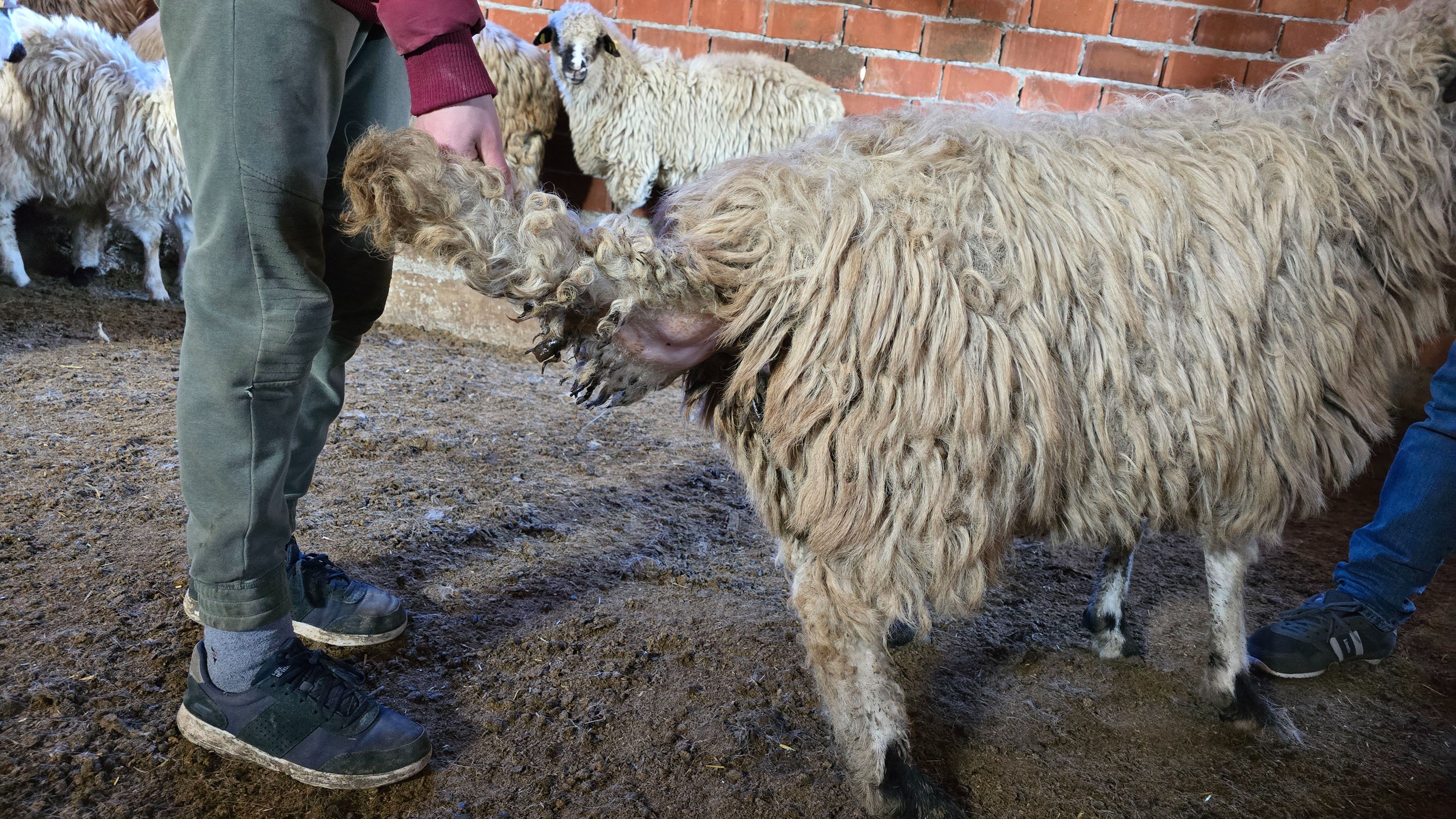 Bu belde ismini T&uuml;rkiye'de eşi benzeri olmayan koyun ırkından alıyor - 3. Resim