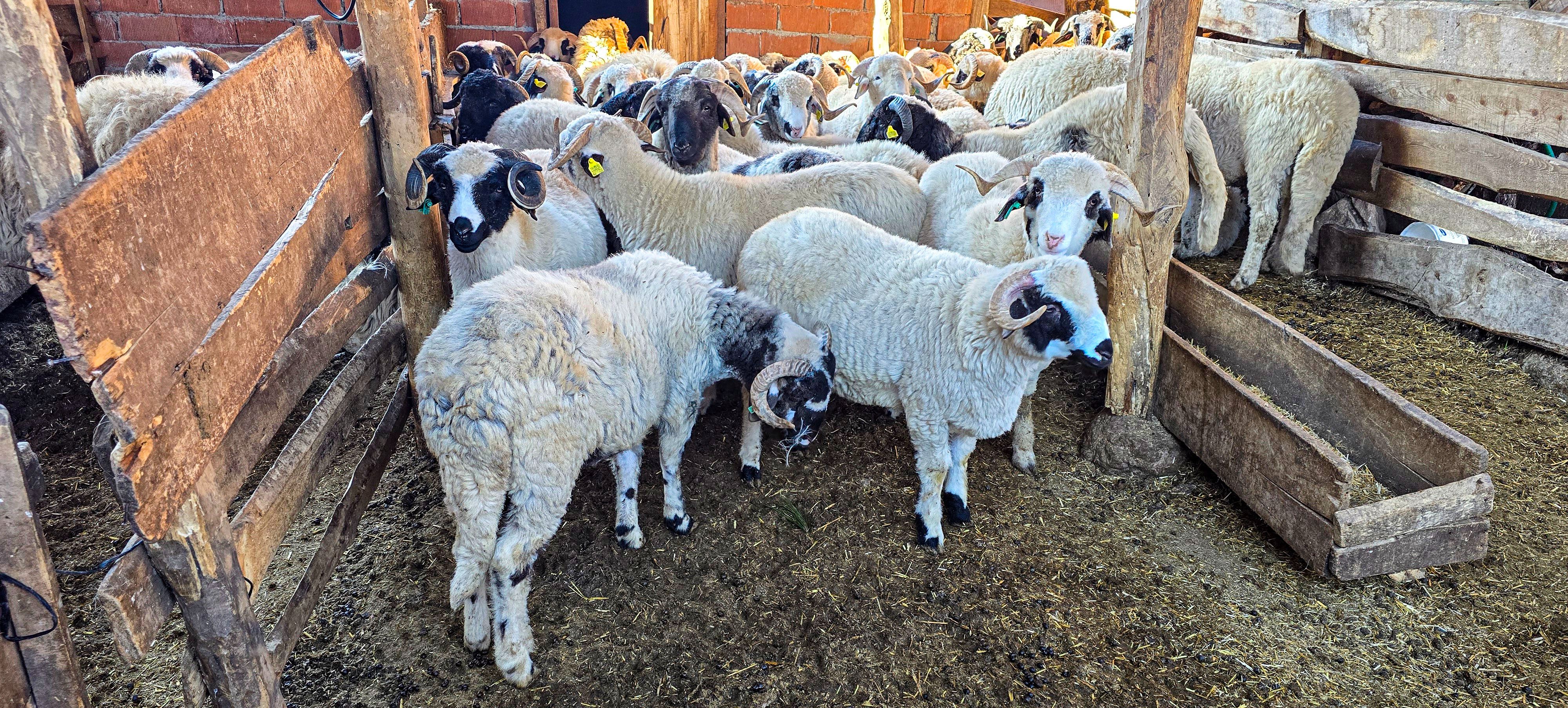 Bu belde ismini T&uuml;rkiye'de eşi benzeri olmayan koyun ırkından alıyor - 4. Resim