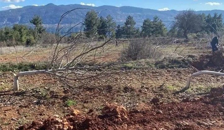Bu kadarı vicdansızlık! Bir gecede 450 ceviz ağacını katlettiler Bu kadarı vicdansızlık! Bir gecede 450 ceviz ağacını katlettiler - 3. Resim