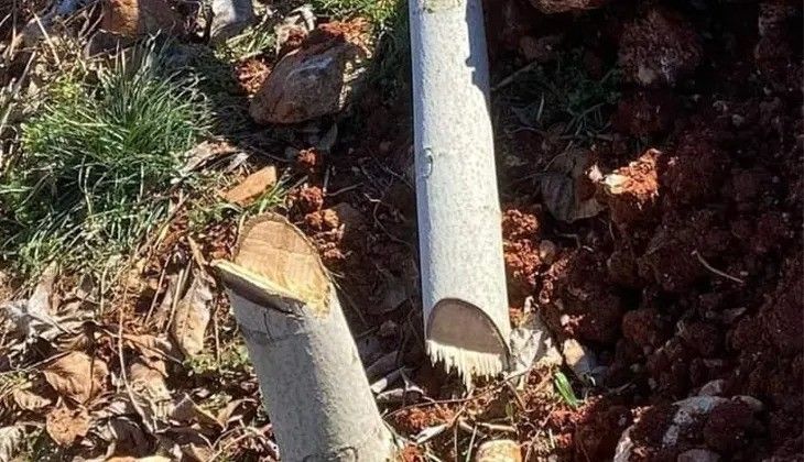 Bu kadarı vicdansızlık! Bir gecede 450 ceviz ağacını katlettiler Bu kadarı vicdansızlık! Bir gecede 450 ceviz ağacını katlettiler - 2. Resim