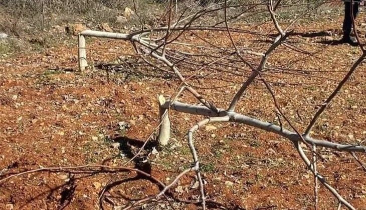 Bu kadarı vicdansızlık! Bir gecede 450 ceviz ağacını katlettiler Bu kadarı vicdansızlık! Bir gecede 450 ceviz ağacını katlettiler - 1. Resim