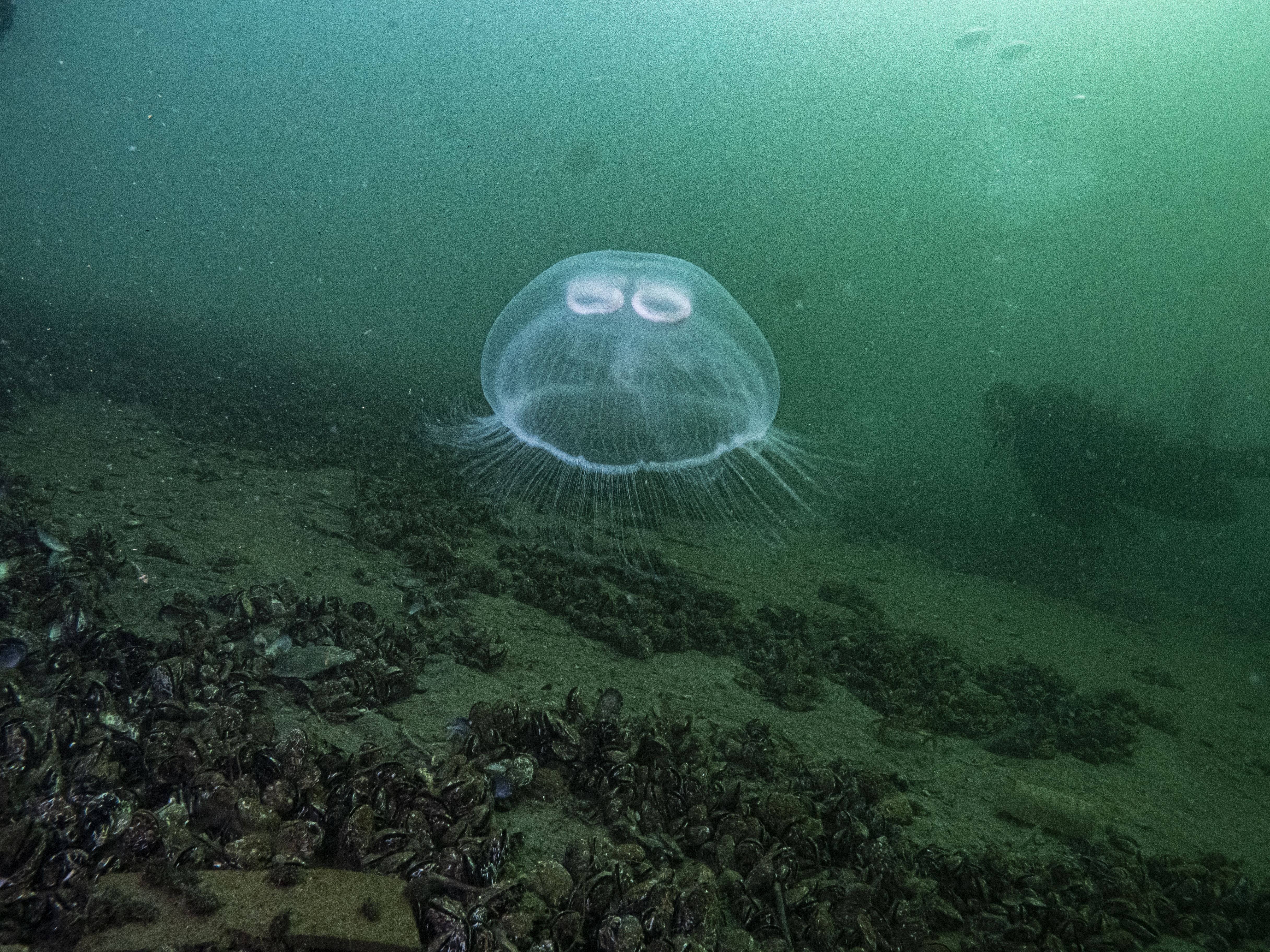 Sıcaklık düşmüyor, kirlilik artıyor: Marmara Denizi'nde müsilaj kabus geri mi dönecek? - 2. Resim
