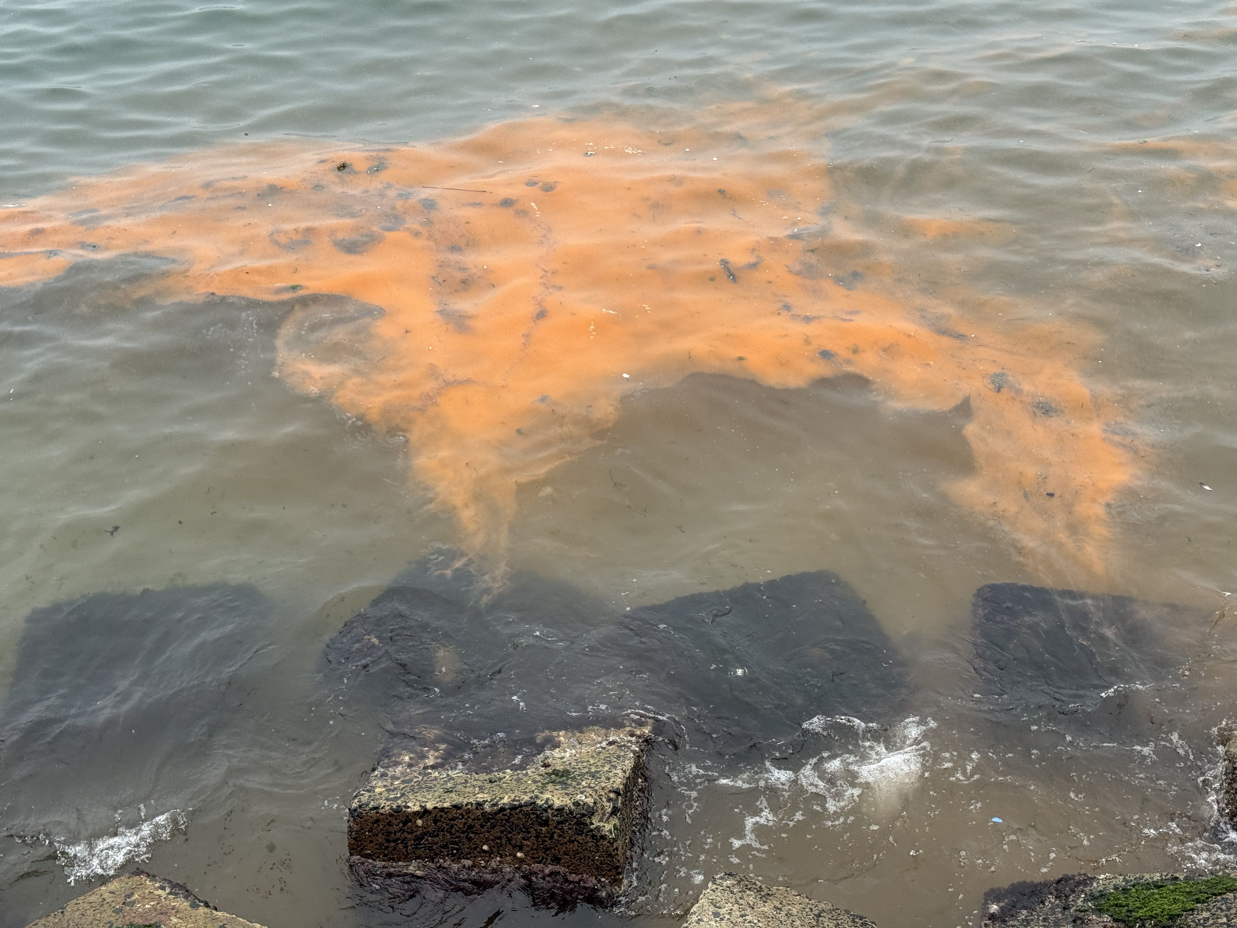 Denizin rengi değişti! Uzmanlar anlattı, tek bir sebebi var - 1. Resim