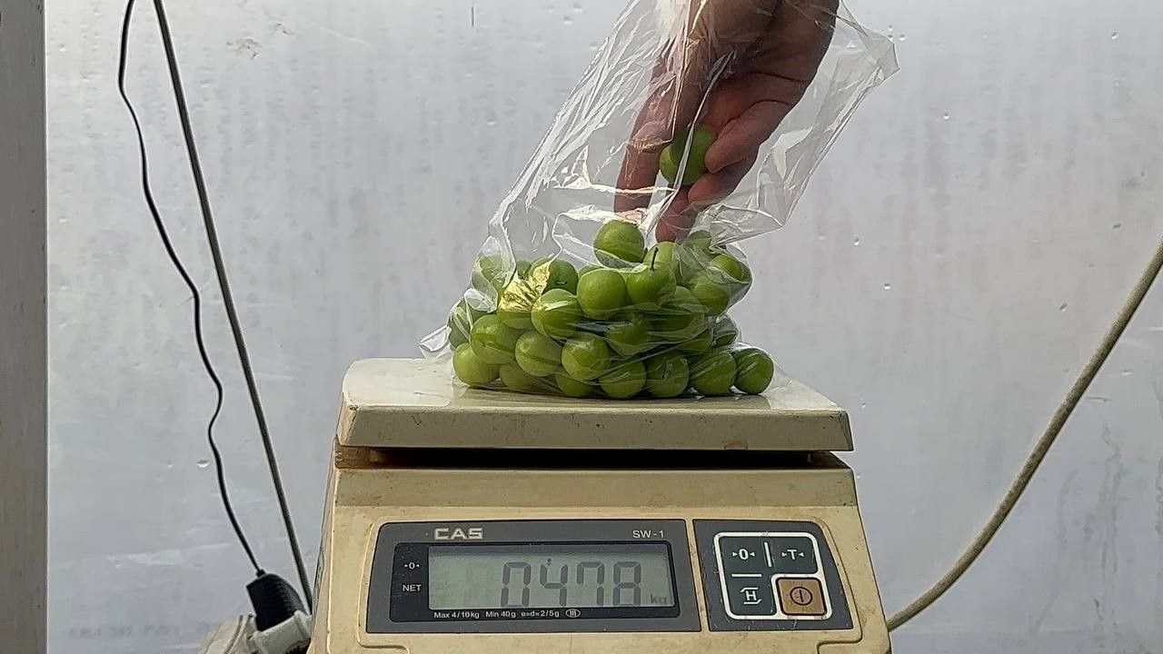 Fiyatı cep yakıyor! Eriğin tanesi 100 lira Erken hasat eriğin tanesi 100 lira - 1. Resim