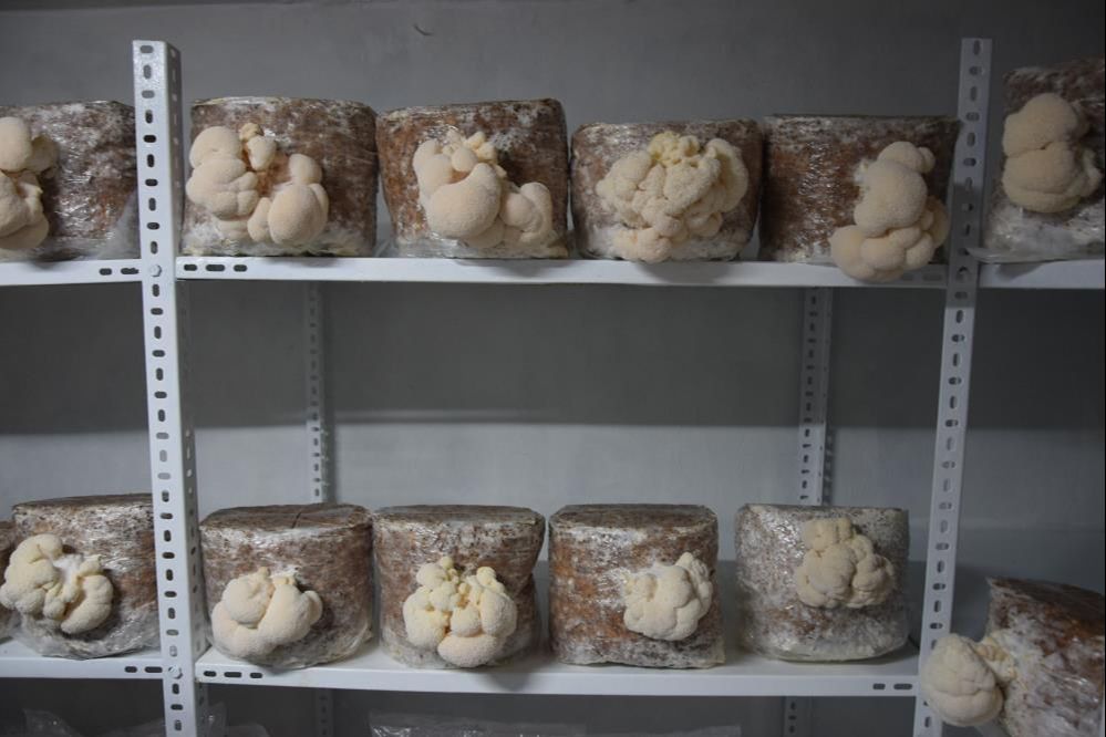 Evinin bodrumunda üretiyor, paraya para demiyor! Sinir sistemine bire bir... - 3. Resim