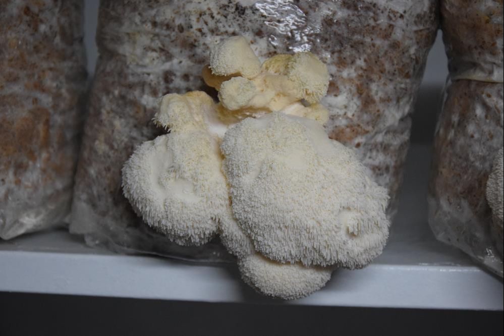 Evinin bodrumunda üretiyor, paraya para demiyor! Sinir sistemine bire bir... - 1. Resim