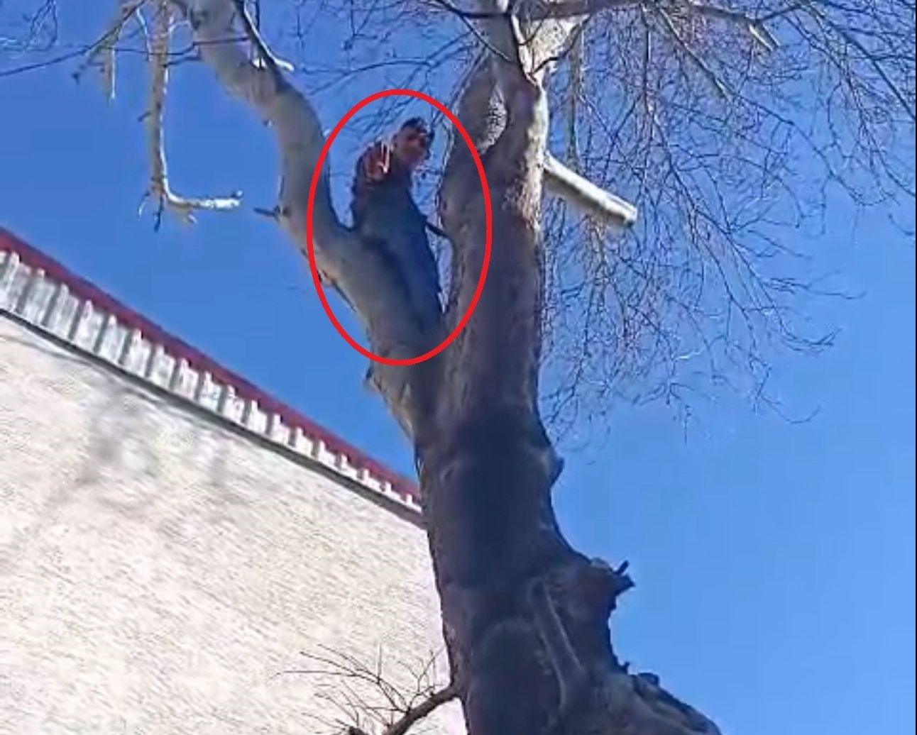 Kedi gibi d&uuml;z ağaca tırmanıp maymun gibi polise el salladı! Pişkin hırsız kamerada - 4. Resim