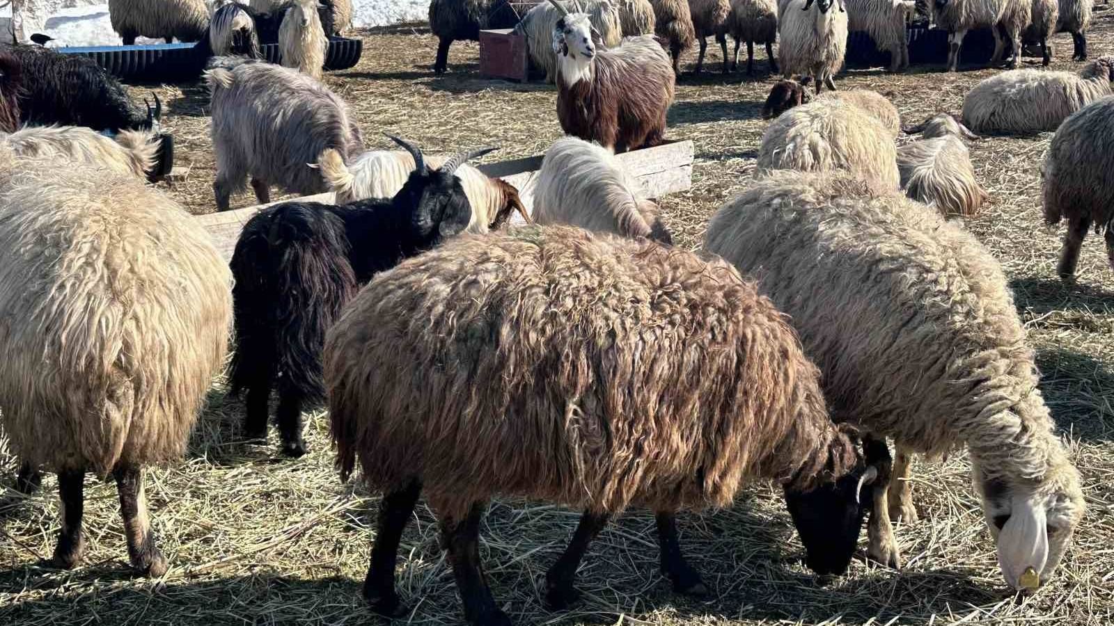 Ata mesleğini yapacak işçi bulamıyorlar! Ayda 40 bin TL maaş veriliyor, İran'dan akın akın geliyorlar - 1. Resim