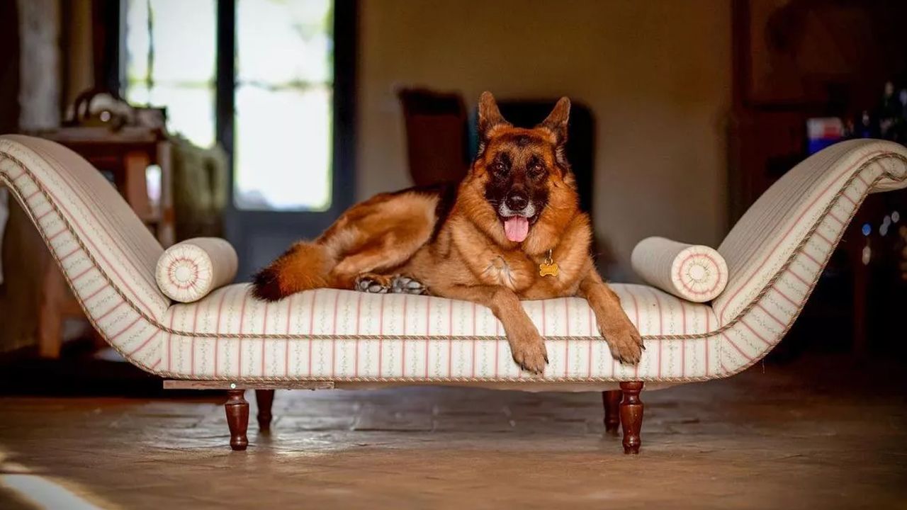 Dünyanın en zengin köpeği kral hayatı yaşıyor! Bahamalar'da villası, Karayipler'de mega yatı var Dünyanın en zengin köpeği kral hayatı yaşıyor! Bahamalar'da villası, Karayipler'de mega yatı var - 1. Resim