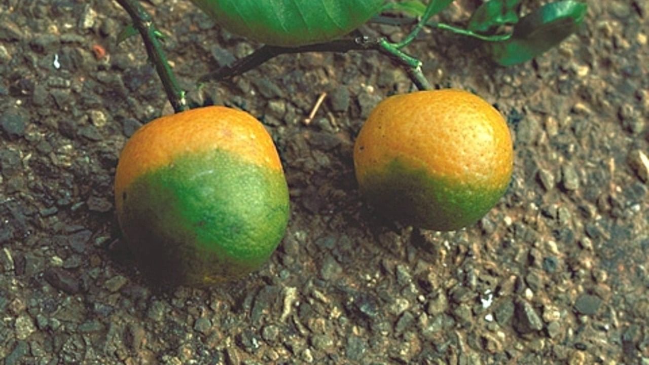 Hastalık bulaşmasın diye bu yolu buldular: Parasını verelim ama siz narenciye g&ouml;ndermeyin - 2. Resim