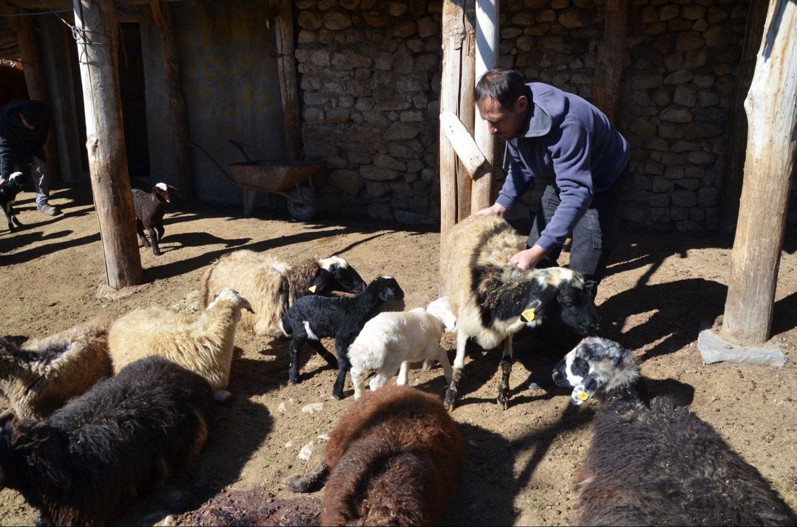 Hayvanları gizemli hastalık vurdu! K&ouml;yl&uuml; &ccedil;aresiz... - 1. Resim