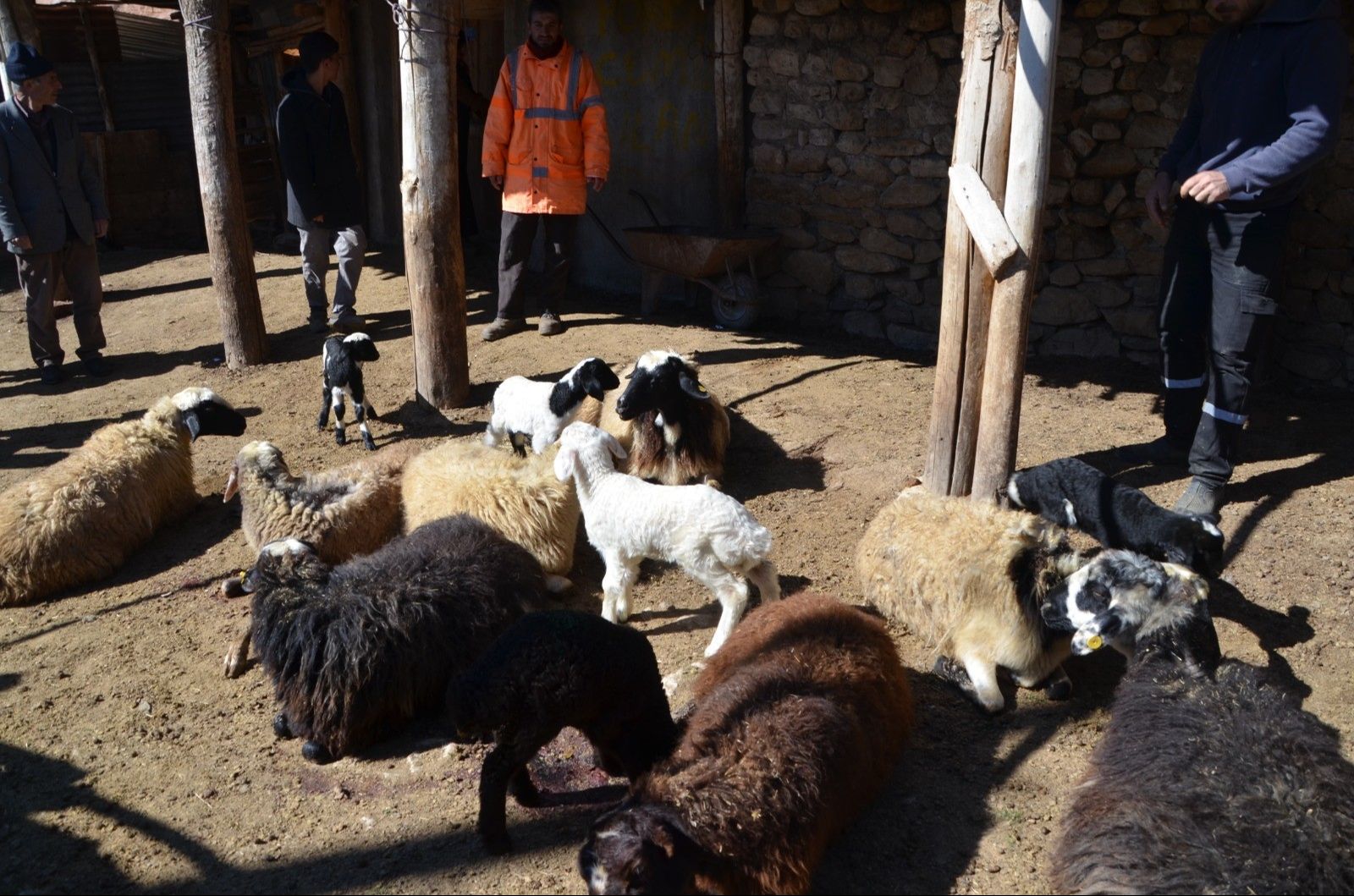 Hayvanları gizemli hastalık vurdu! K&ouml;yl&uuml; &ccedil;aresiz... - 4. Resim