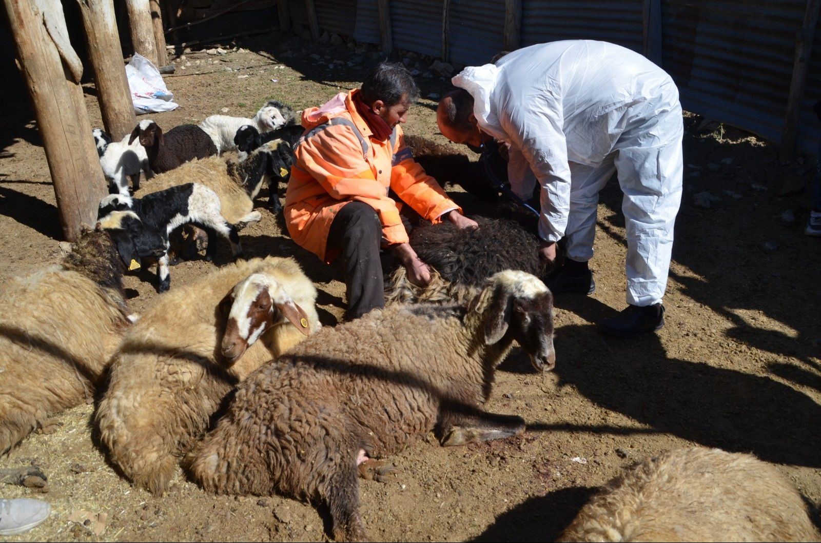 Hayvanları gizemli hastalık vurdu! K&ouml;yl&uuml; &ccedil;aresiz... - 3. Resim