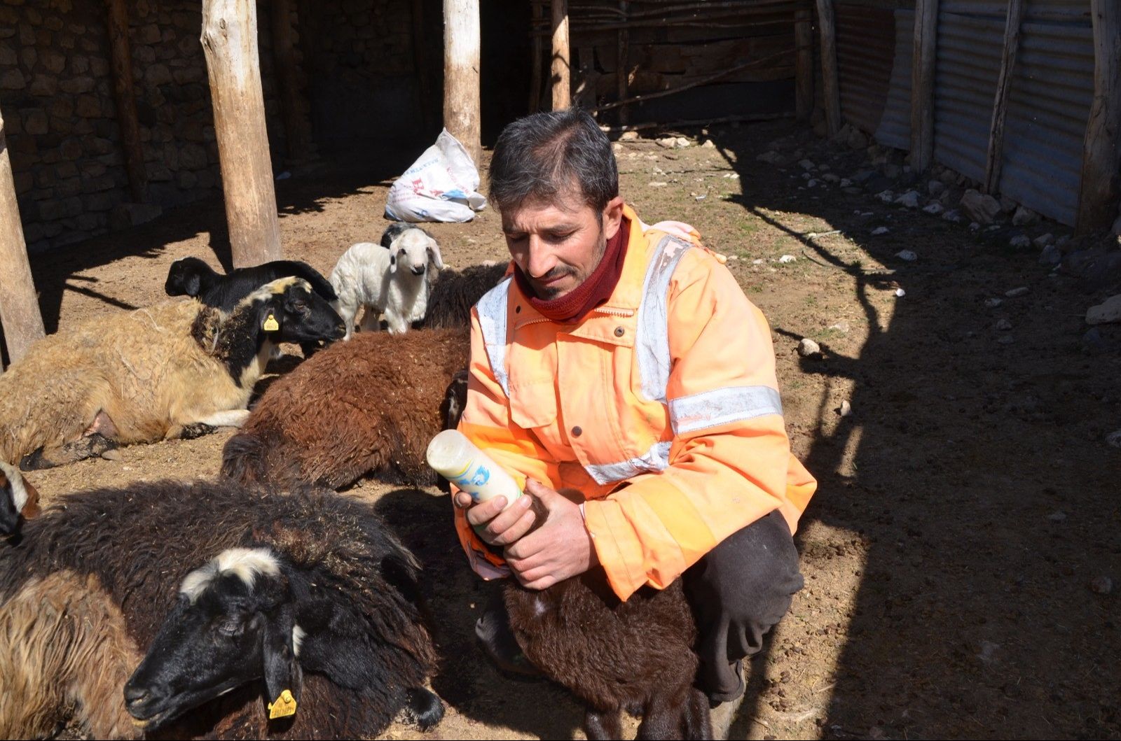 Hayvanları gizemli hastalık vurdu! K&ouml;yl&uuml; &ccedil;aresiz... - 2. Resim