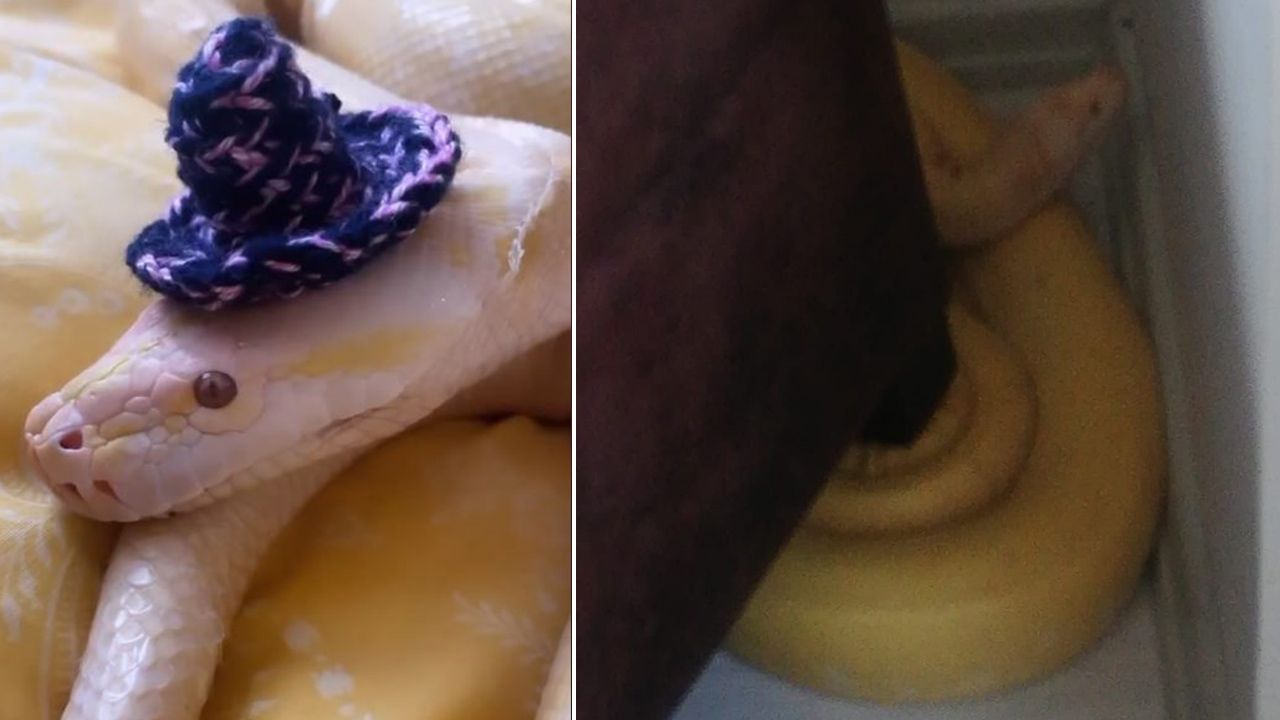 Antalya'da piton alarmı! 1,5 metrelik yılan bu kez apartman dairesinden çıktı - 1. Resim