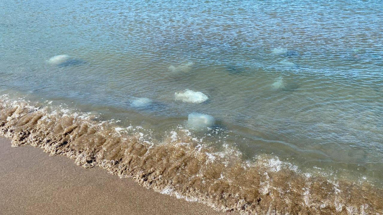Bu kez yer Hatay… Yüzlerce denizanası kıyıyı kapladı