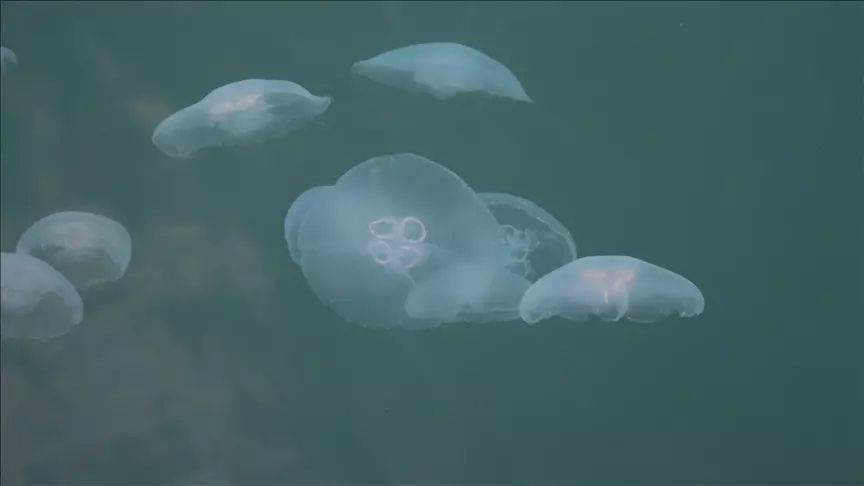 Bu kez yer Hatay&hellip; Y&uuml;zlerce denizanası kıyıyı kapladı - 1. Resim