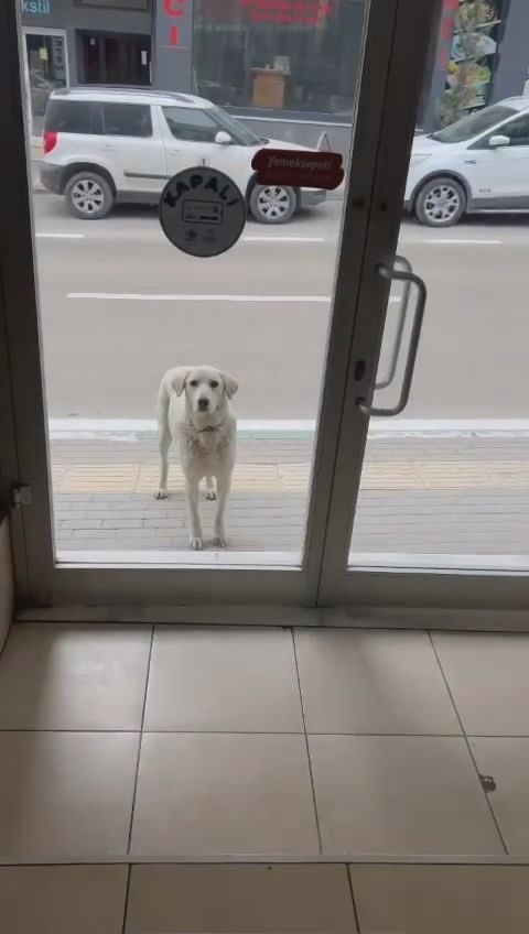 Her g&uuml;n d&uuml;kkana gelen k&ouml;peği besleyen esnafın g&ouml;r&uuml;nt&uuml;leri izlenme rekoru kırdı - 2. Resim