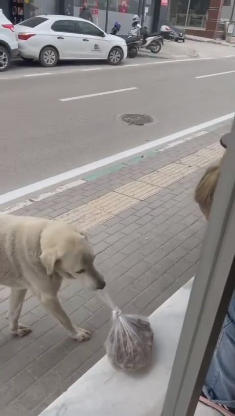 Her g&uuml;n d&uuml;kkana gelen k&ouml;peği besleyen esnafın g&ouml;r&uuml;nt&uuml;leri izlenme rekoru kırdı - 4. Resim