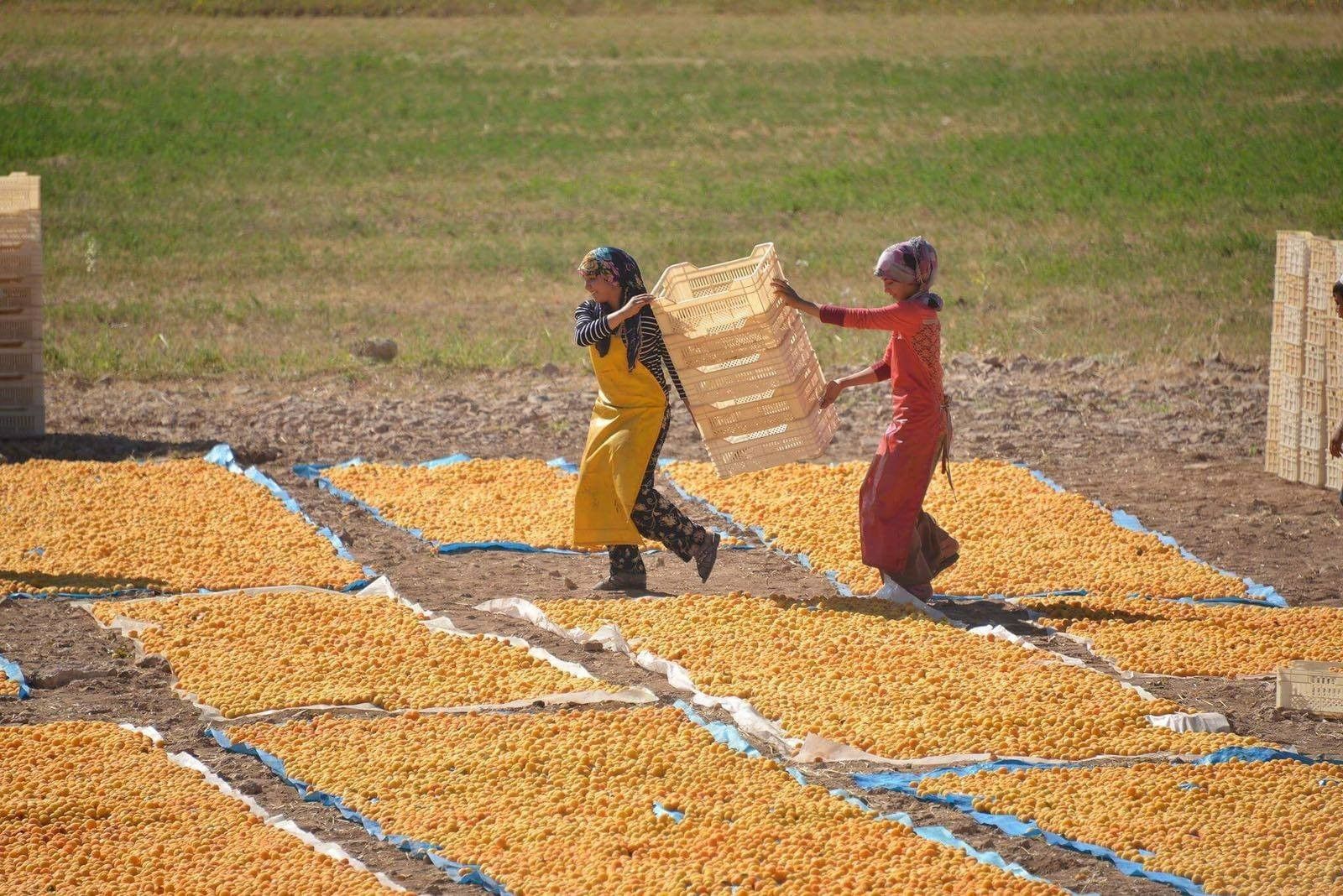 Kuru kayısının fiyatı kırmızı eti ikiye katladı! Tarlada başka markette başka Kuru kayısının fiyatı kırmızı eti ikiye katladı! Tarlada başka markette başka